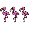 Flamingos