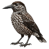 Dünnschnabelnussknacker – Vogelillustration