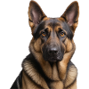Kopfportrait Deutscher Schäferhund