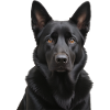 Schwarzer Schäferhund Portrait