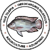Tilapia, Oreochromis niloticus