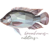  Oreochromis niloticus 