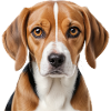 Beagle-Porträt 