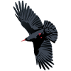 Rotschnabel-Chough-Flug