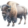 Europäische Bisons im Winter
