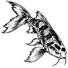Koi Karpfen – Schwarz Weiß Fischgravur