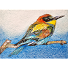 Vogel - Bienenfresser II.