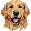 Goldener Retriever Porträt Illustration