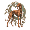 Mudhol Hound