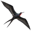 Prachtfregattvogel im Flug – schwarzer Meeresvogel