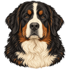 Berner Sennenhund – Treuer Blick