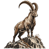 Alpensteinbock – König der Felsen