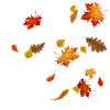 Herbstblätter - Bunt wirbelndes Laub