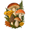 Waldpilze Shirt mit botanischer Pilzillustration 