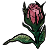 Rosenblüte auf Mitternachtsschwarz