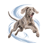 Weimaraner