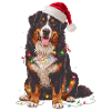 Berner Sennenhund Weihnachten Lichterkette
