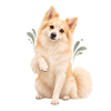 Indian Spitz