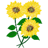 Sonnenblumen