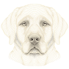 Hundekopf – Optische Konturkunst