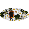 Red Admiral Butterfly auf Asters