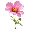 Pink Flower Nahaufnahme