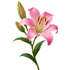 Rosa Lilienblüten-Grafik