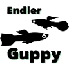 Endler guppy (Poecilia wingei)