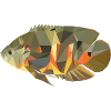 Astronotus ocellatus (Pfauenaugenbuntbarsch)