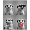 Meerkat Erdmännchen