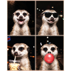 Meerkat Erdmännchen