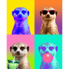 Meerkat Erdmännchen