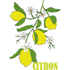 Zitronenzweig mit Blüten