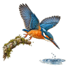 Eisvogel im Sturzflug – Naturillustration