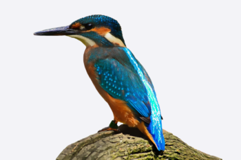 kingfisher bird