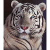 tigre blanc