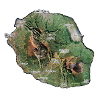 réunion