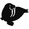 Walrus
