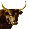 taureau de camargue