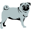 Pug