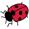 Ladybug