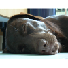 Mein Labrador