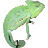 Chamäleon kuckt