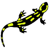 Feuersalamander (gebändert)