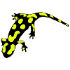 Feuersalamander (ital.)