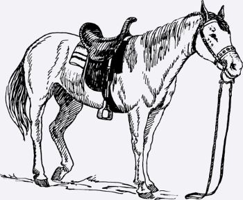 Pferd, Pony, Stute, Hengst,