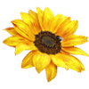 Sonnenblume