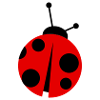ladybird
