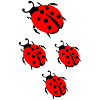 ladybug marienkaefer