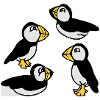 Family of Puffins